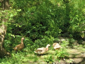 The farm's ducks
