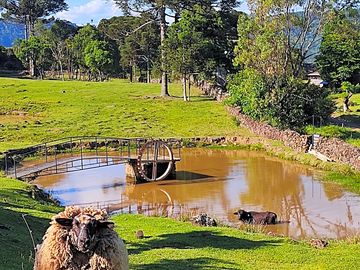 Sheep by the pond