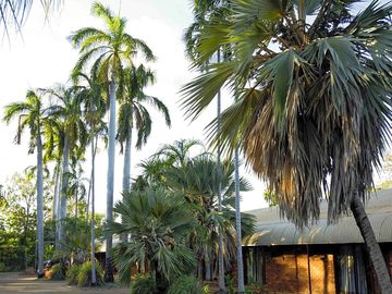 Palm trees at the front of the site
