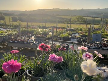 Plant sales