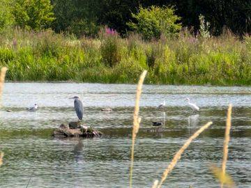 Cossington meadows nature reserve is a short walk away