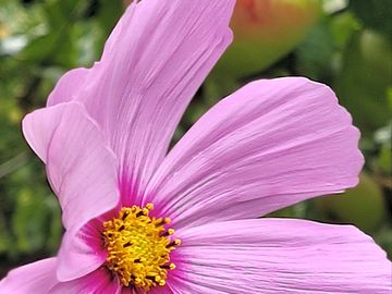 Cosmos grown from seed this year! some growing higher than the rooftop!