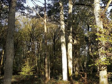 Spacious woodland for wild camping