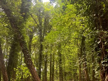 Pitch your tent in our forest among the trees
