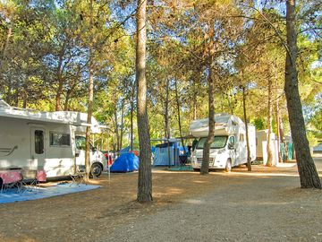 Tall trees around the site