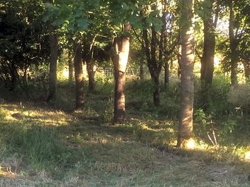 Surrounded by trees