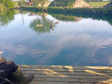 Feed the geese