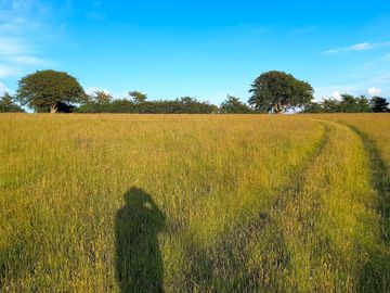 You may like to pitch under those massive beech trees