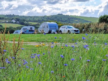 Wildflowers and pitches in the back