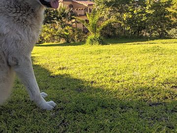Dog-friendly site