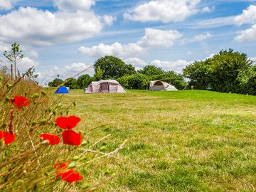 Poppies looking lovely over at the campsite