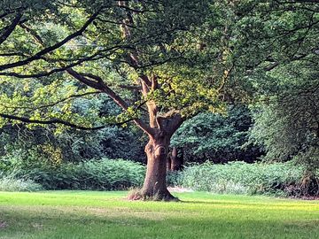 Sun-dappled oak