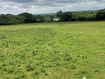 Grassy pitches