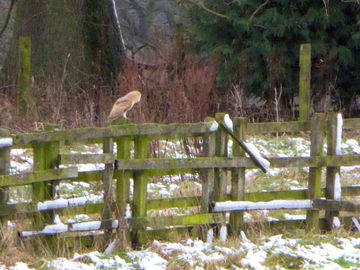 A frequent visitor to the site