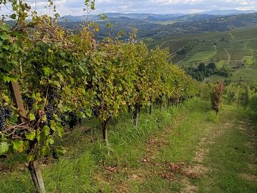Vineyard