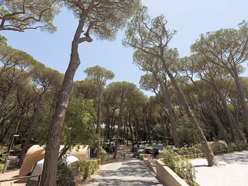 Around the site