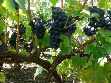 Vines growing on site