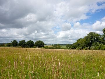 Hay meadow