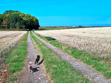 Local walk