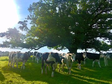 Meet the locals