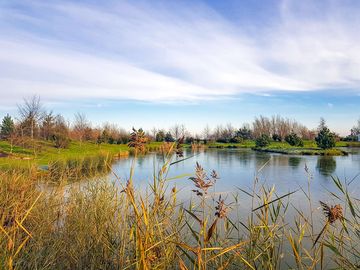 Views of the lake on site