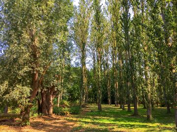 Puddledock Woods Camping