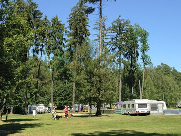 Pitches among the trees