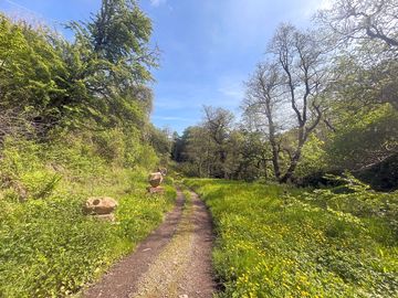 A view of the meadow