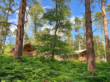 Safari tents set among the trees on Sandringham Estate