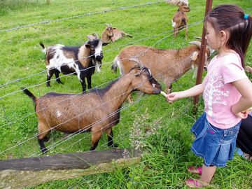 Farm animals