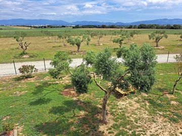 Olive trees