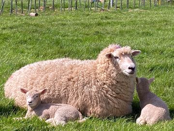 Farm life