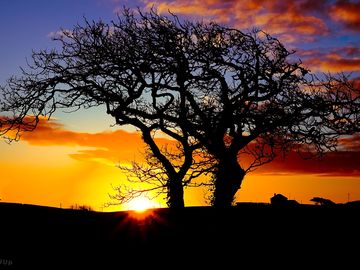 Tree at sunset