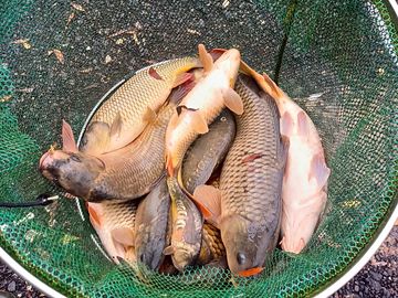 Holly tree park and fish