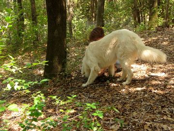 Truffle hunting