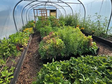 Our wonderful polytunnel ,veg boxes can be requested at an additional cost