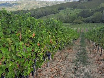 Vineyard view