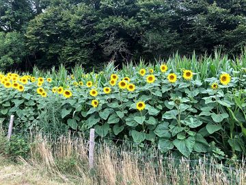 Sunflowers