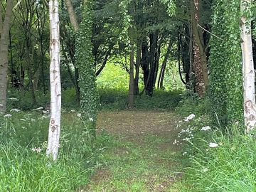 Woodland walk to the shaded picnic area