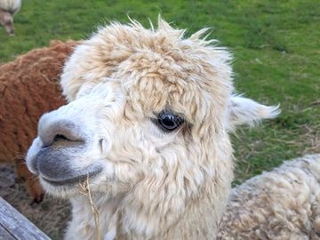 Friendly livestock