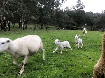 Young lambs