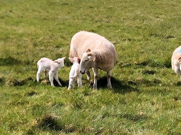 Sheep grazing in nearby fields