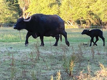 Water buffalo and calf