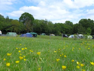 Early summer buttercups