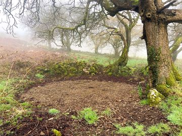 Woodland tent pitch