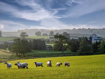 Early morning at Brewery Farm