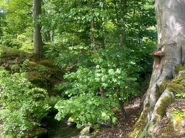 Brook running through the site