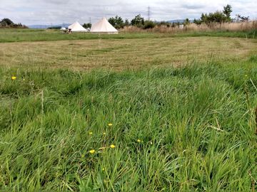 Grassy pitch