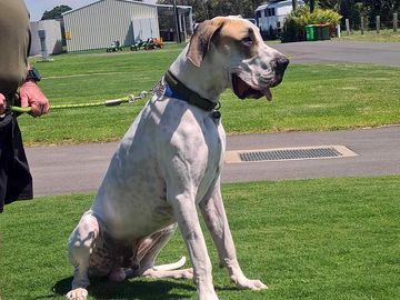 Hank the gentle giant