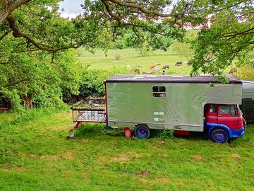 The truck and the cows